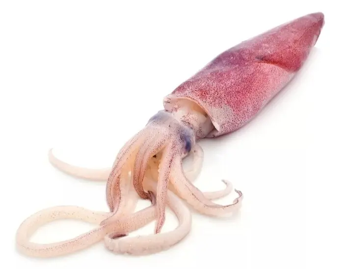 SOTONG 3/6