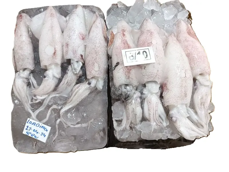 SOTONG 6/10